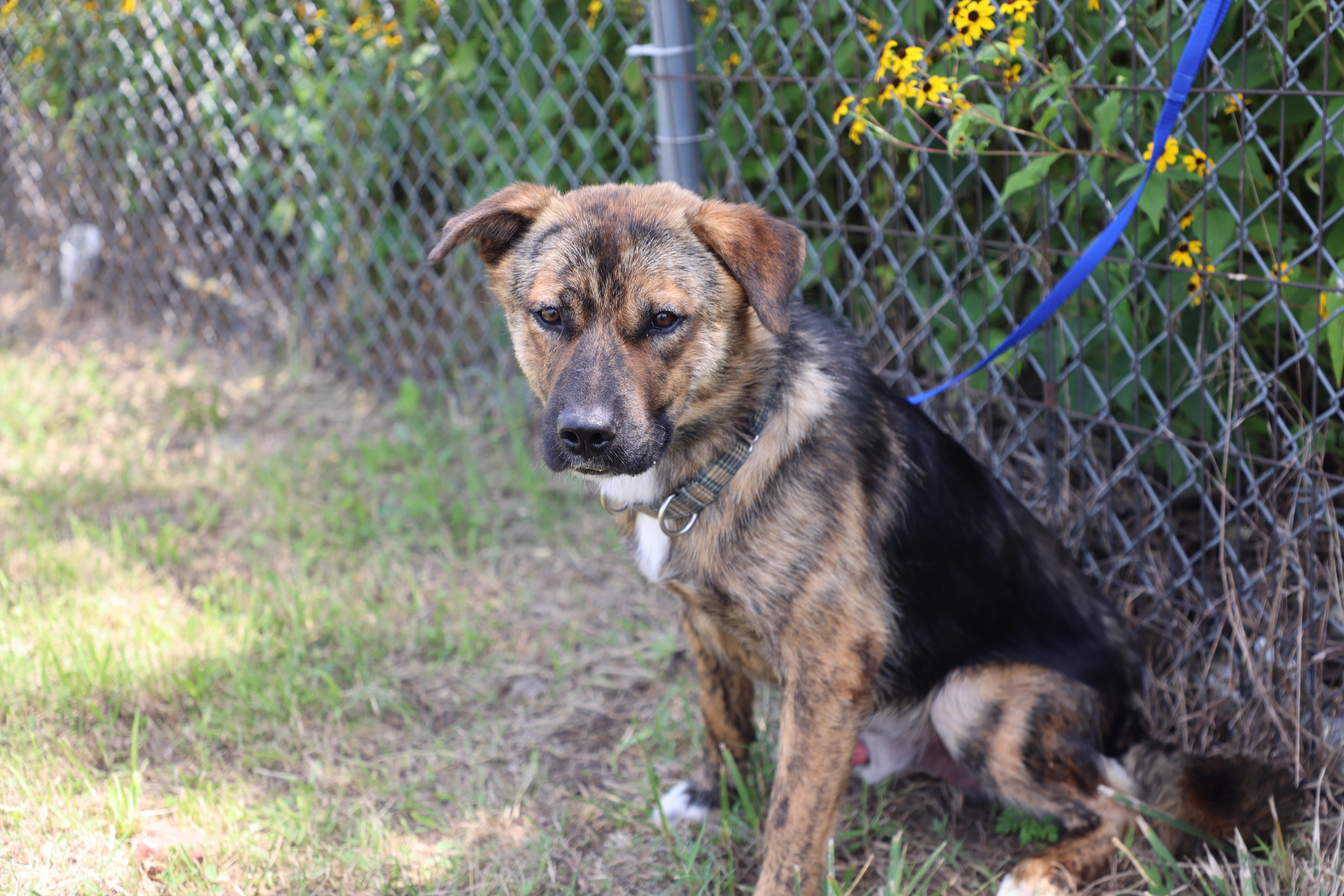 Enlarge Ollie, a Adoptable Shepherd in Lewisburg, TN image 4/6