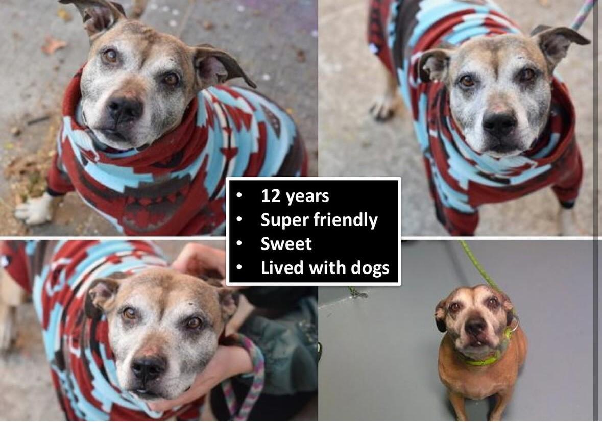 Enlarge Pete, a Adopted mixed breed in Far Rockaway, NY image 5/5