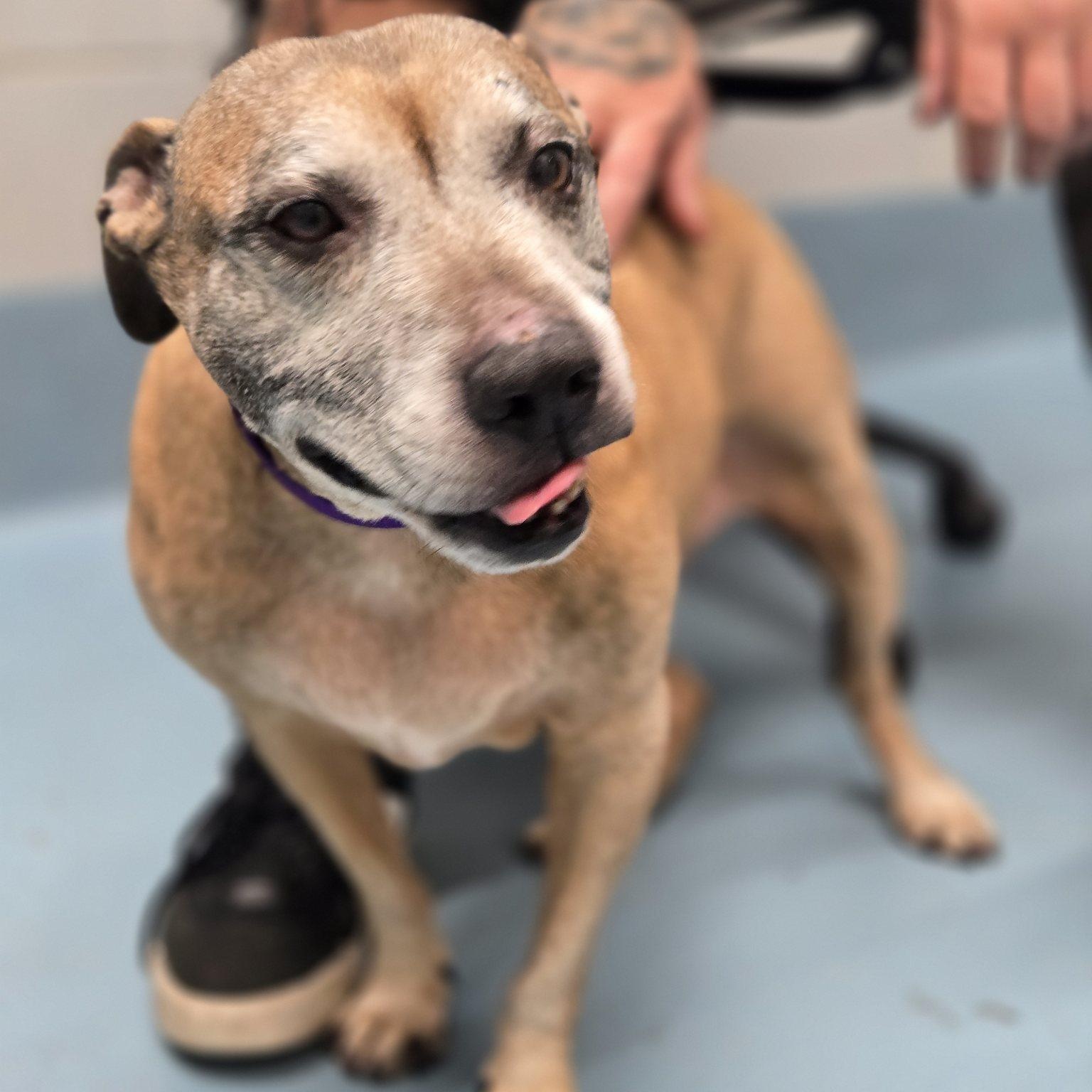 Enlarge Pete, a Adopted mixed breed in Far Rockaway, NY image 2/5