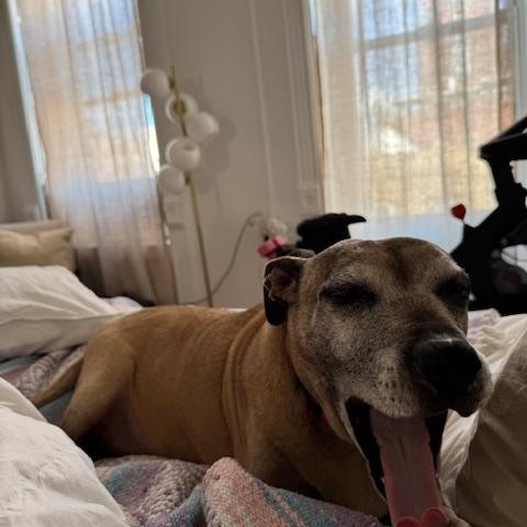 Enlarge Pete, a Adopted mixed breed in Far Rockaway, NY image 3/5