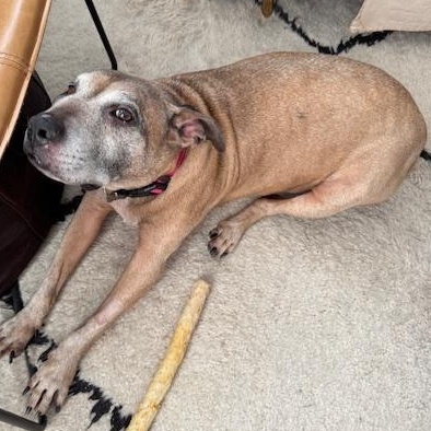 Enlarge Pete, a Adopted mixed breed in Far Rockaway, NY image 1/5