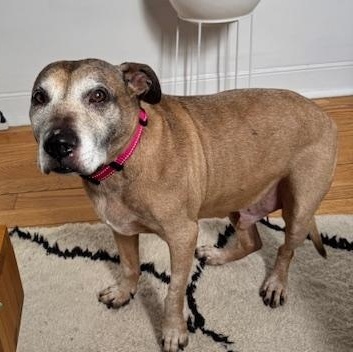 Enlarge Pete, a Adopted mixed breed in Far Rockaway, NY image 4/5