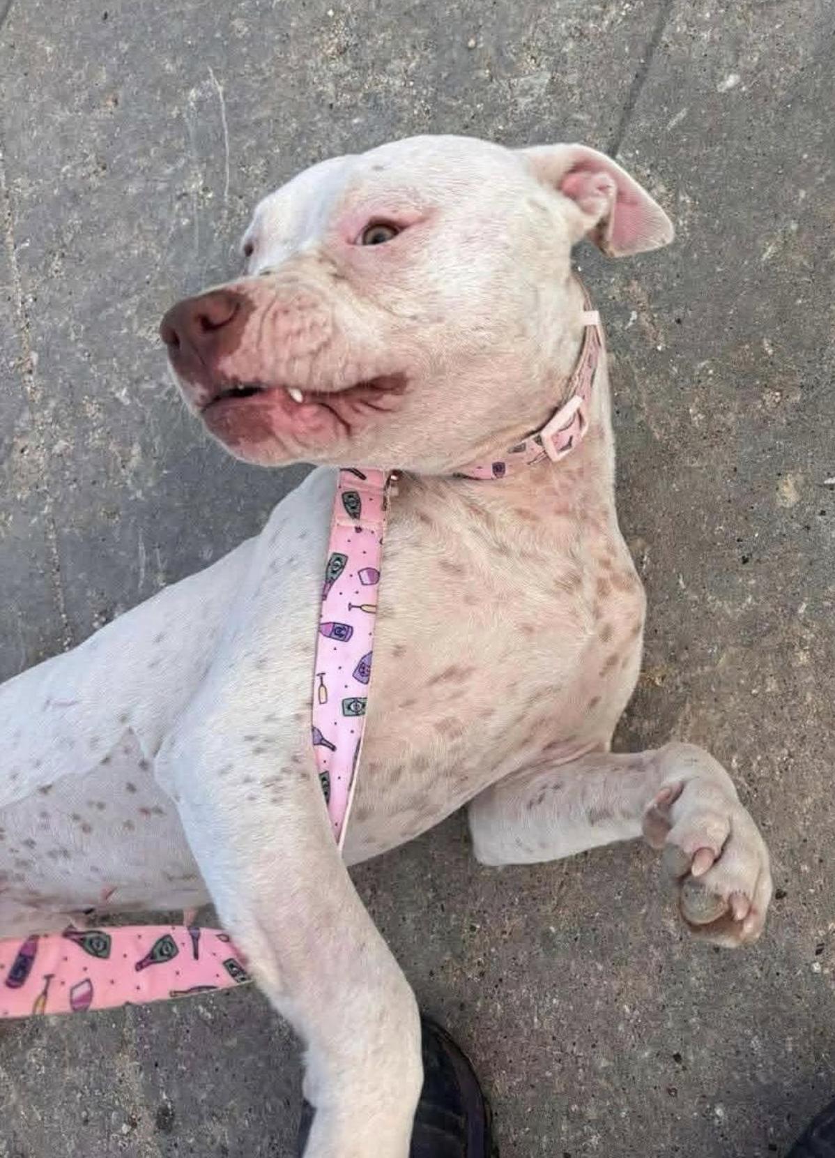 Darcy — thumbnail 4