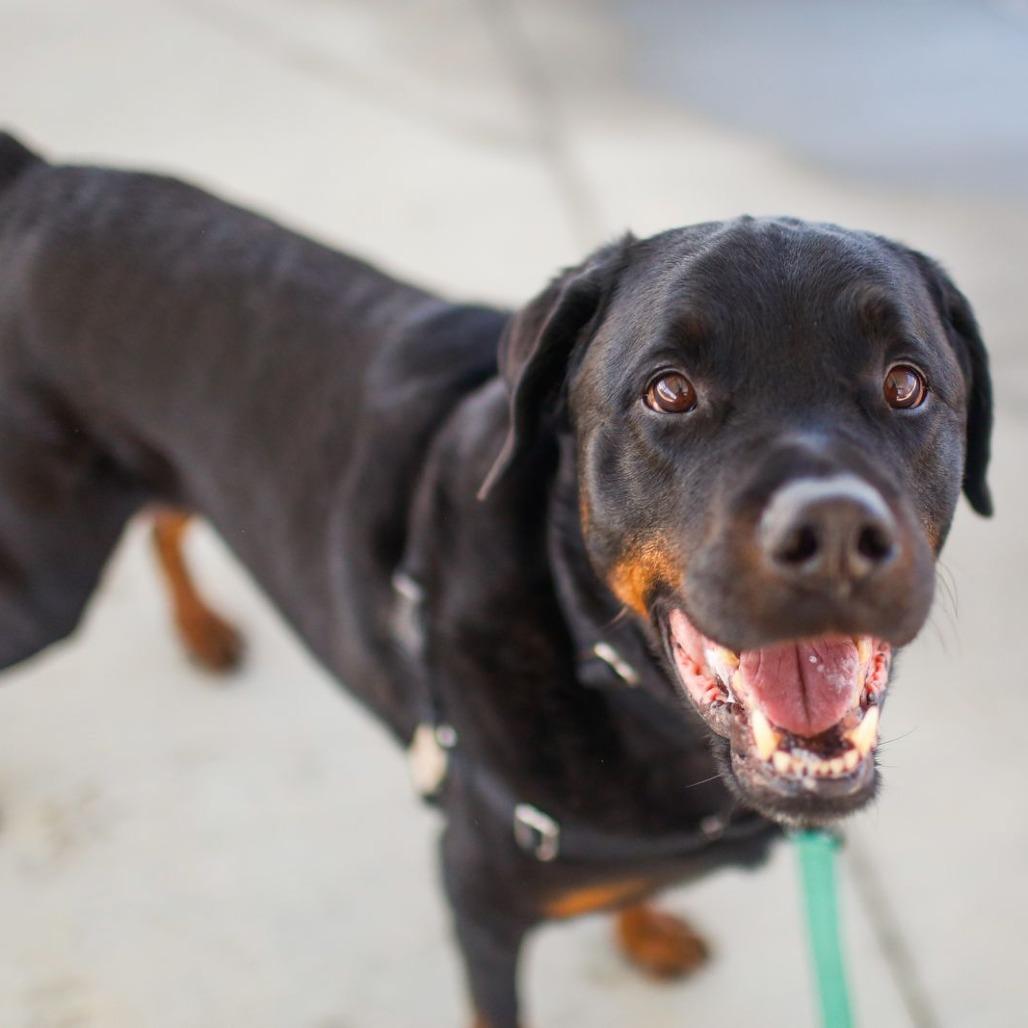 Enlarge Rambo, a Adoptable Rottweiler in Dover, NH image 1/6