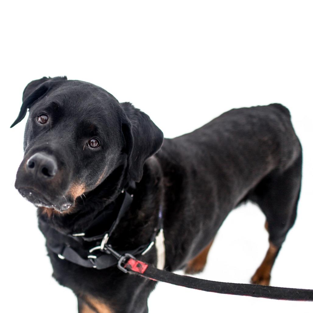 Rambo, Adoptable, Senior Male Rottweiler.
