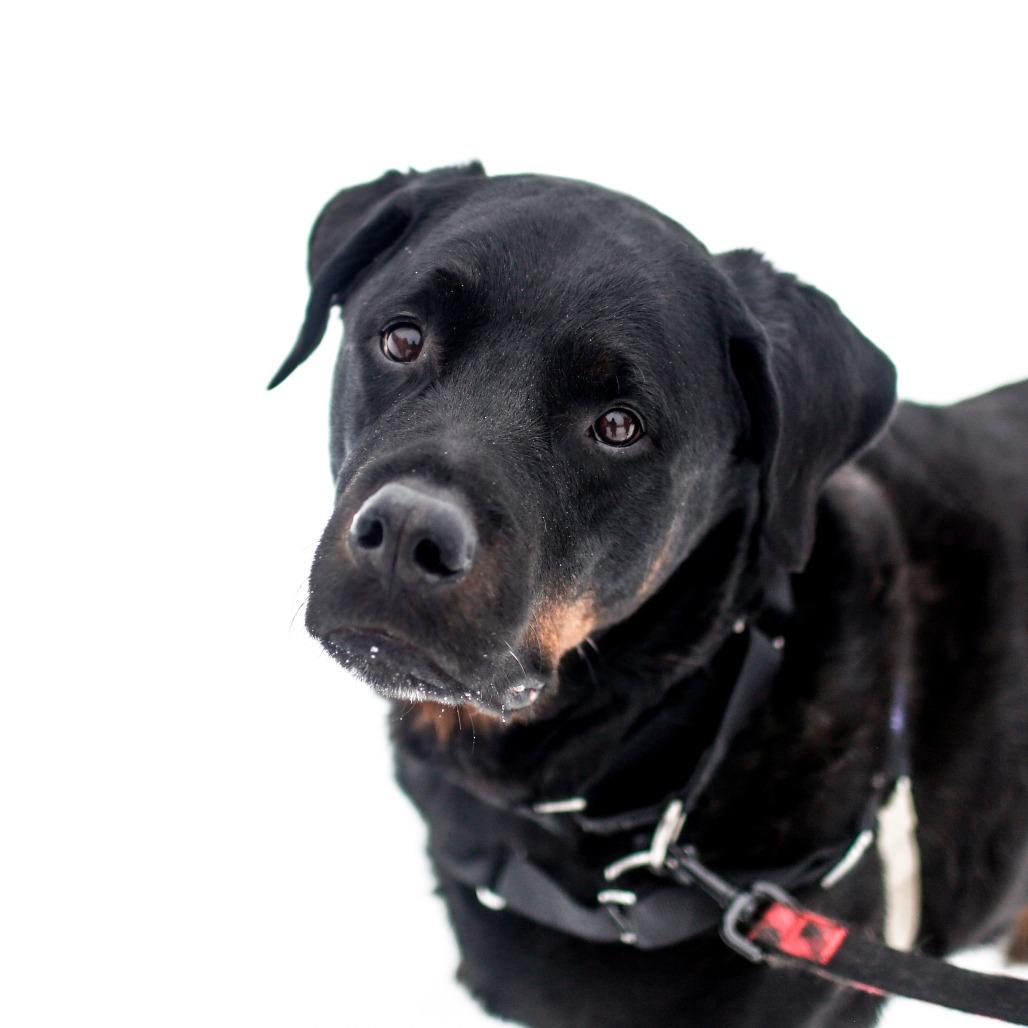 Enlarge Rambo, a Adoptable Rottweiler in Dover, NH image 3/4