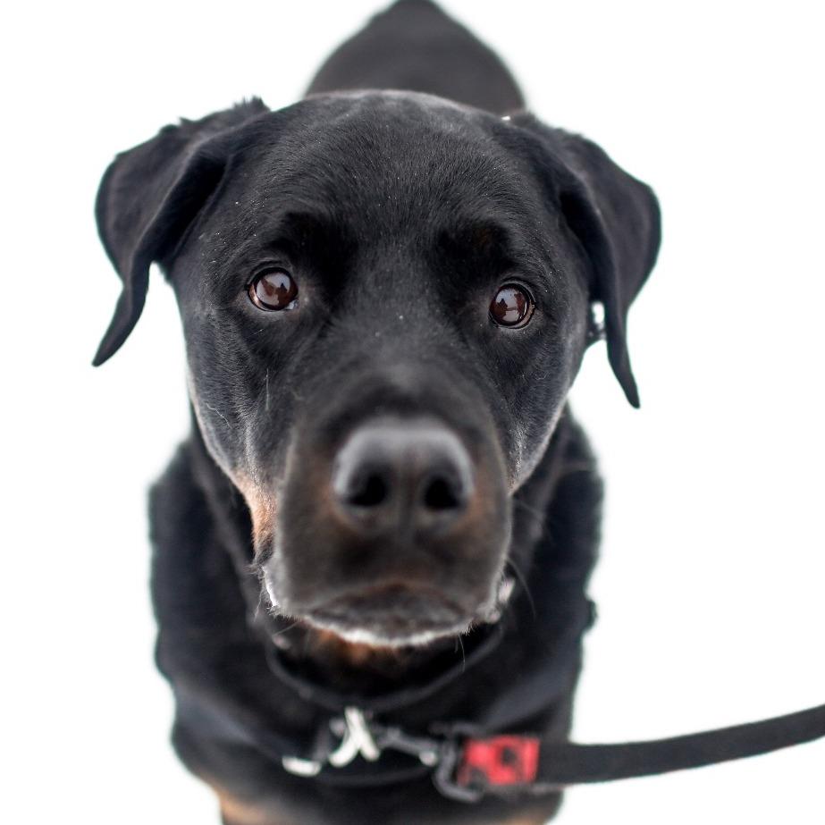 Enlarge Rambo, a Adoptable Rottweiler in Dover, NH image 4/4