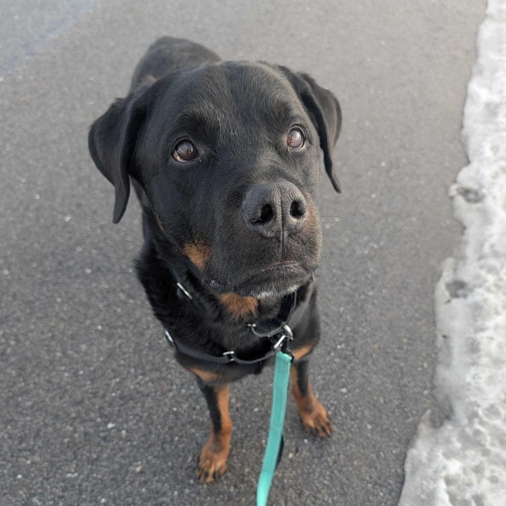 Enlarge Rambo, a Adoptable Rottweiler in Dover, NH image 6/6