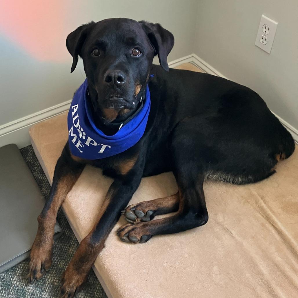 Enlarge Rambo, a Adoptable Rottweiler in Dover, NH image 6/6