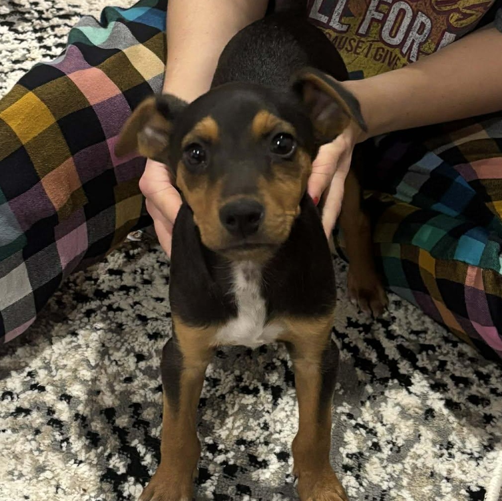 Enlarge Rayln, a Adoptable mixed breed in Windsor, ON image 1/4