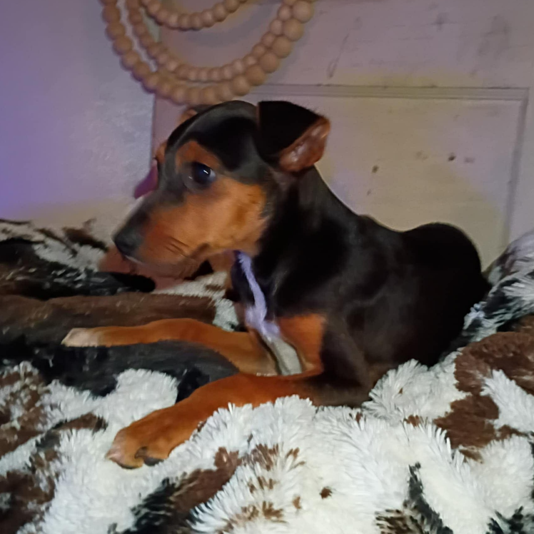 Enlarge Rayln, a Adoptable mixed breed in Windsor, ON image 4/4