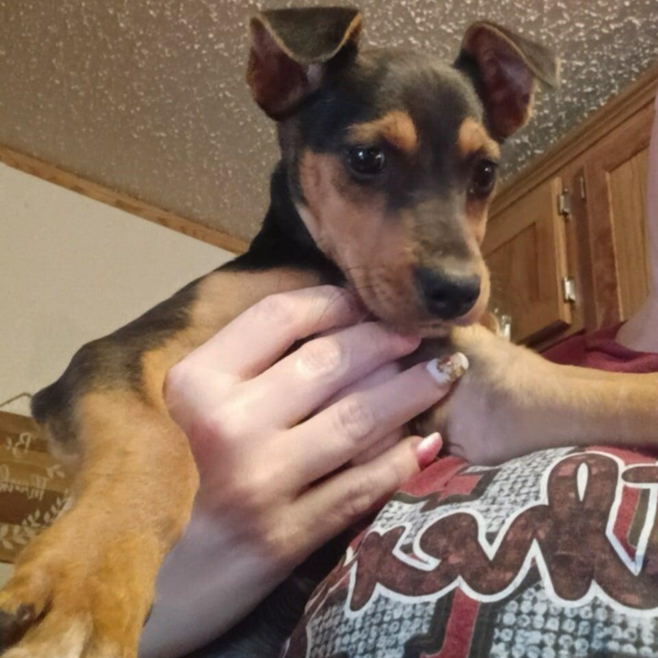 Enlarge Rayln, a Adoptable mixed breed in Windsor, ON image 3/4