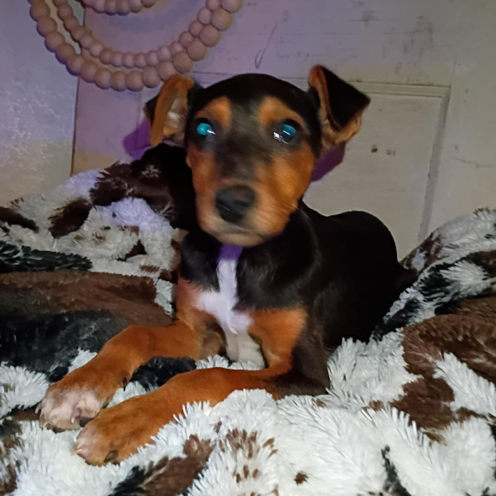 Enlarge Rayln, a Adoptable mixed breed in Windsor, ON image 2/4