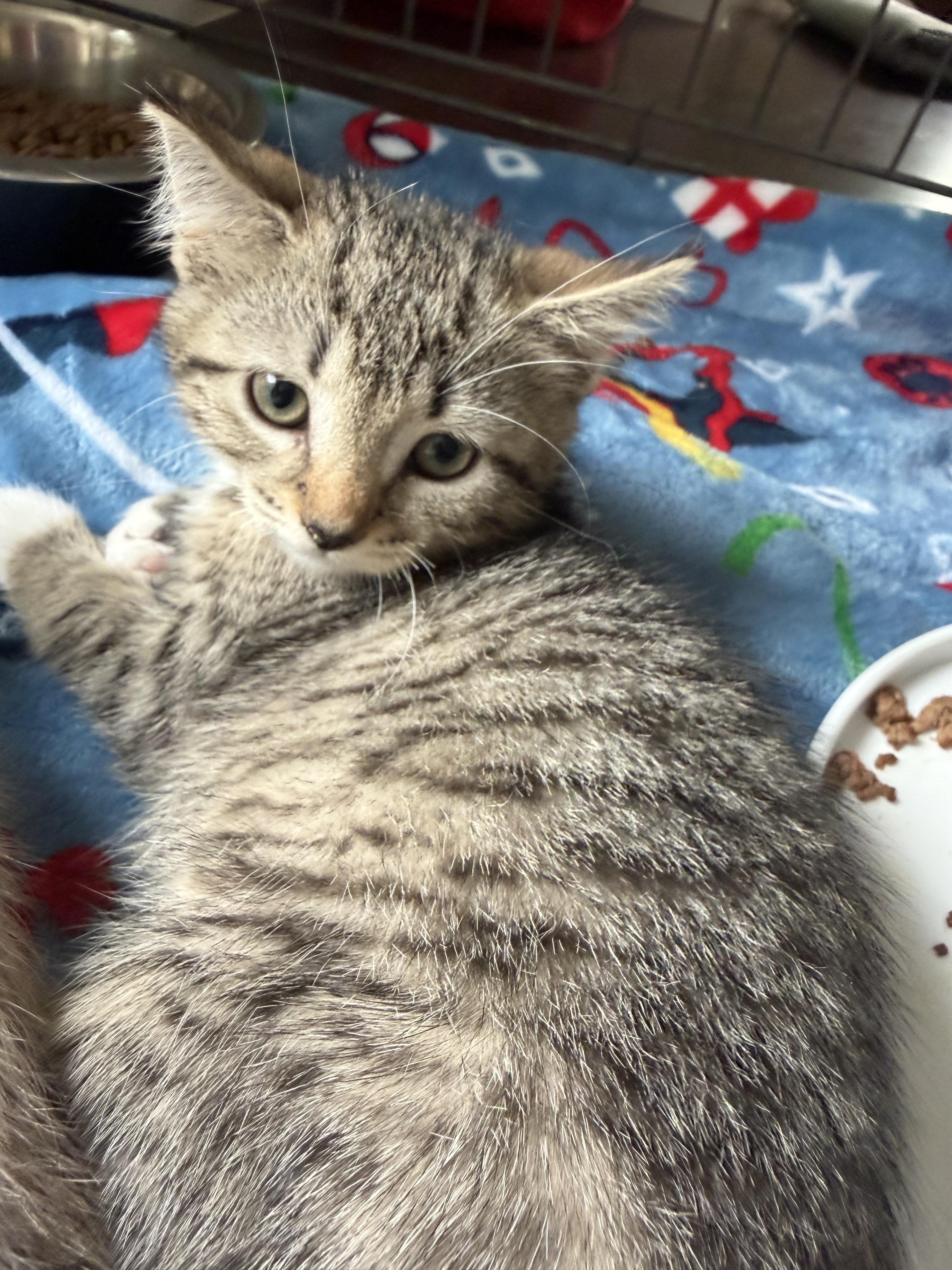 Enlarge Pip, a ADOPTABLE Domestic Short Hair in AQUEBOGUE, NY image 1/1