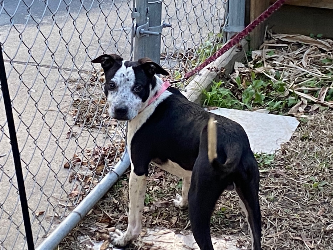 Homer, a Adoptable Australian Cattle Dog / Blue Heeler in Beaumont, TX image 1/3