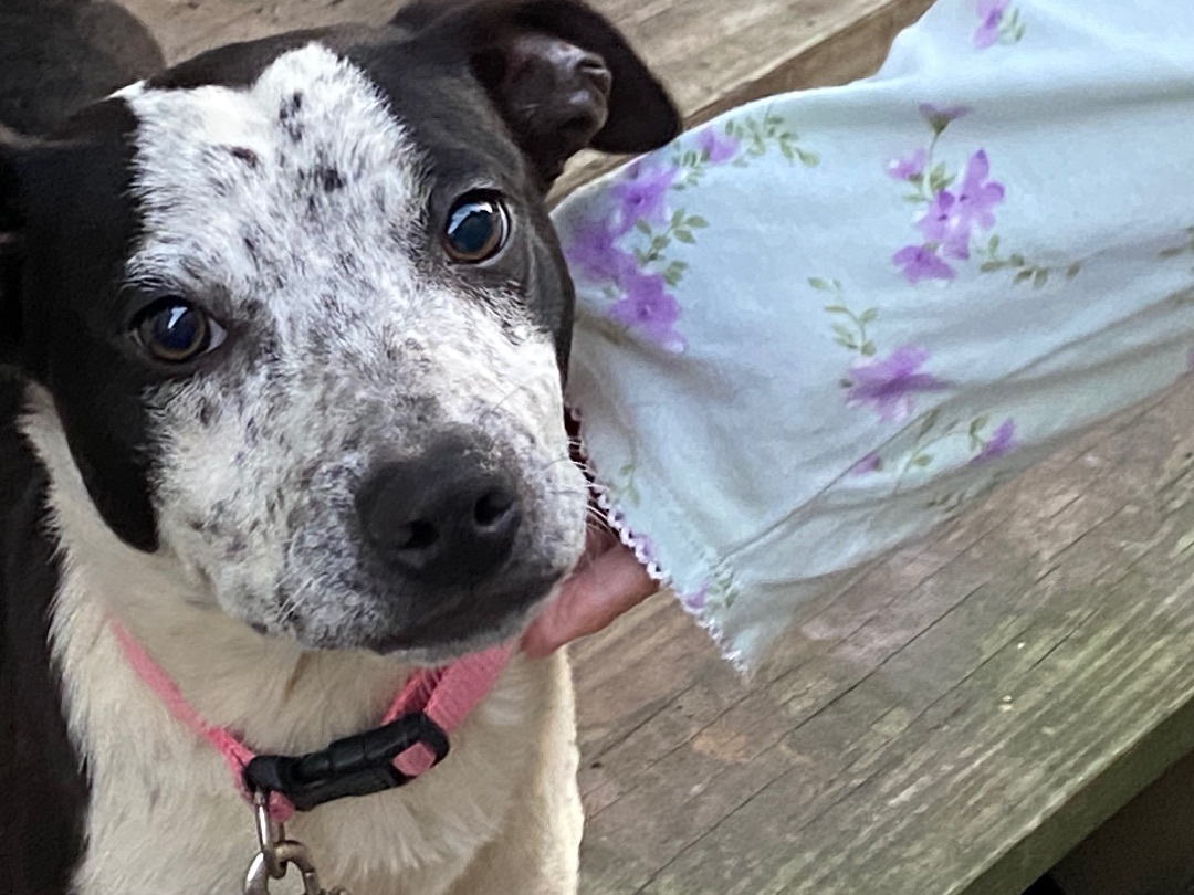 Homer, a Adoptable Australian Cattle Dog / Blue Heeler in Beaumont, TX image 2/3