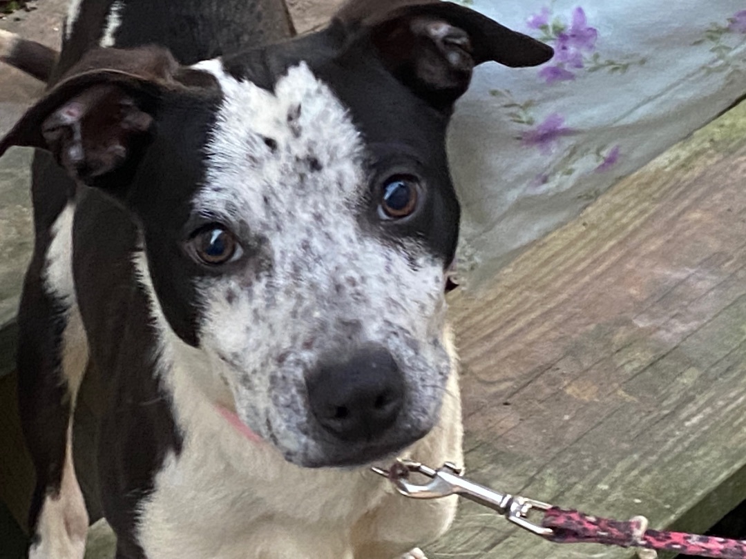 Homer, a Adoptable Australian Cattle Dog / Blue Heeler in Beaumont, TX image 3/3
