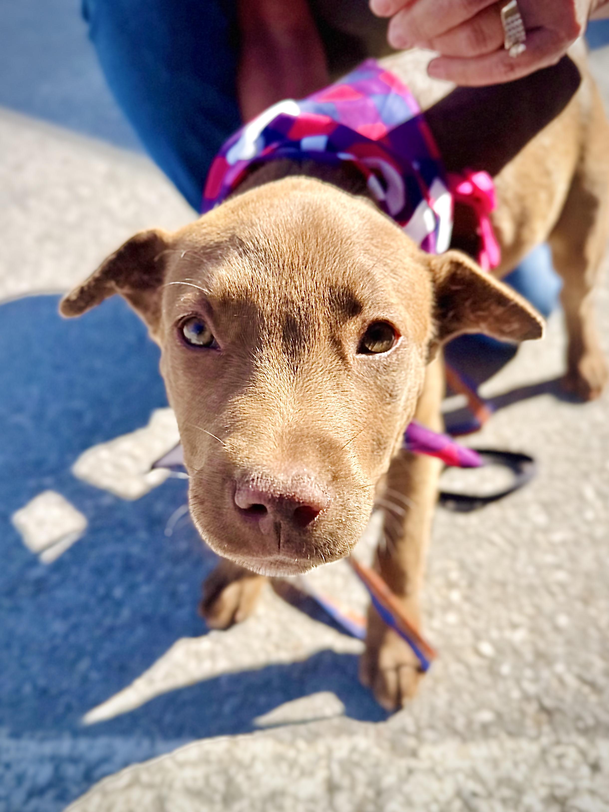 Enlarge Cleo, a Adopted mixed breed in Collinsville, OK image 3/6