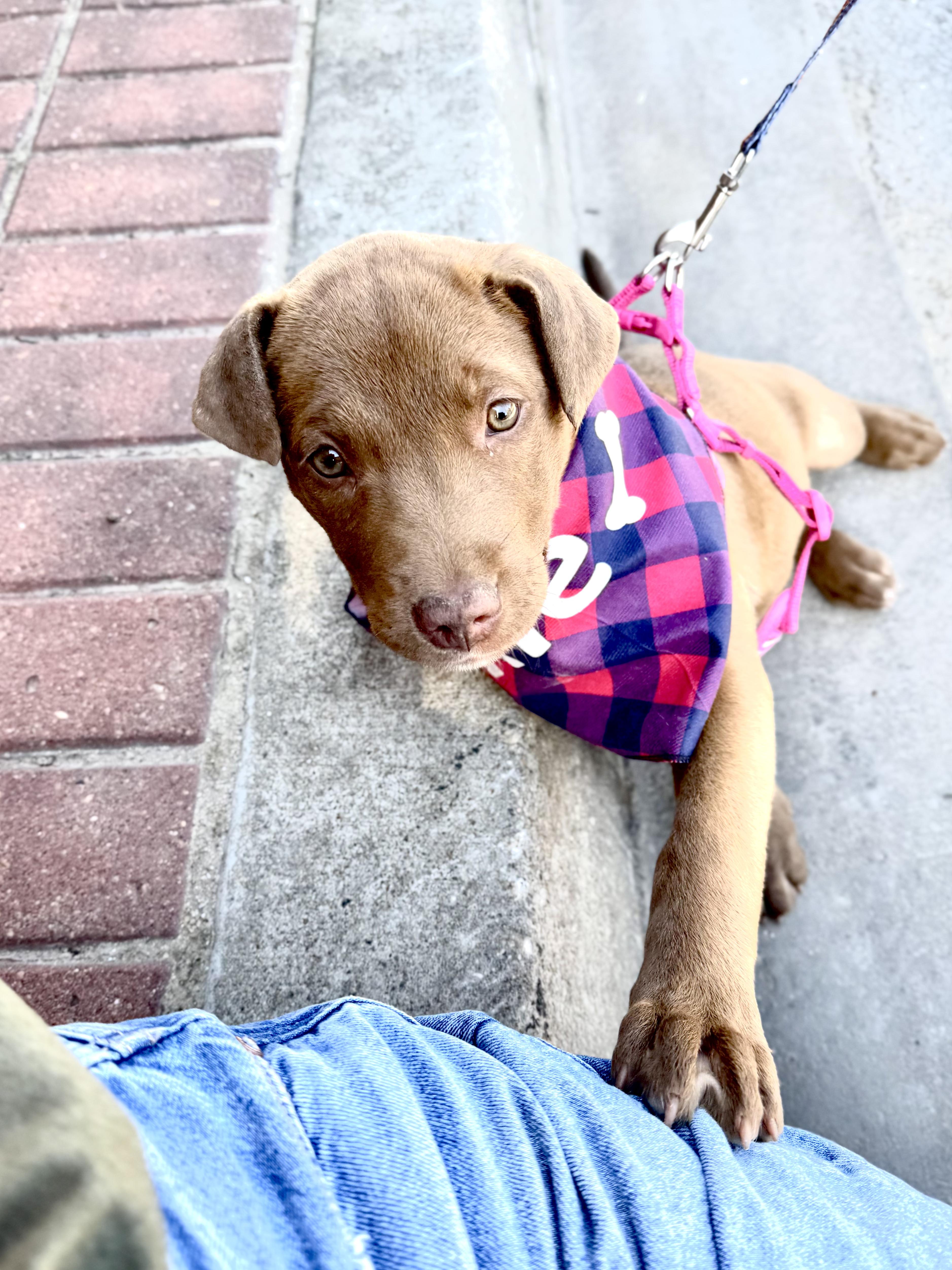 Enlarge Cleo, a Adopted mixed breed in Collinsville, OK image 4/6