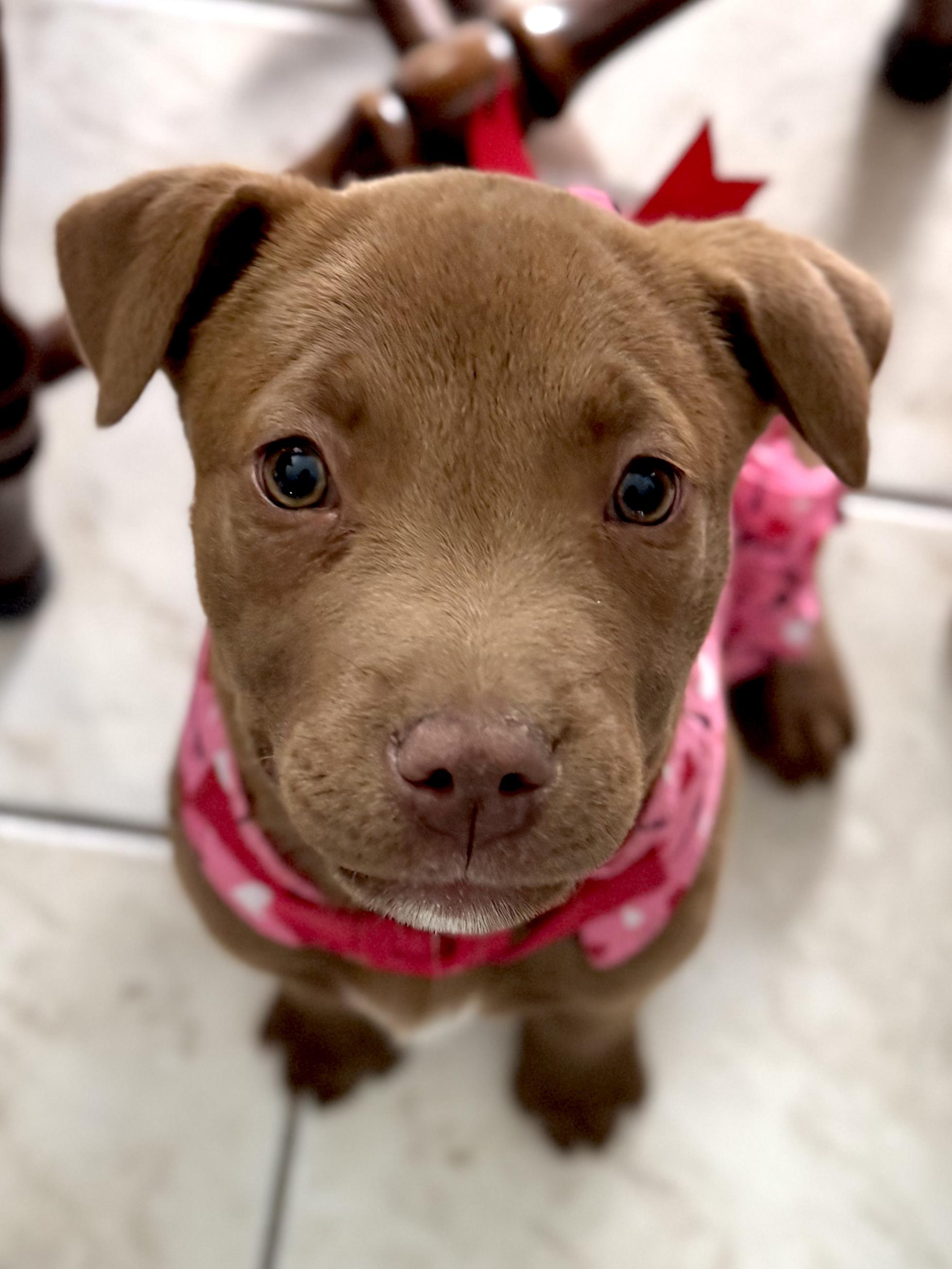 Enlarge Cleo, a Adopted mixed breed in Collinsville, OK image 5/6