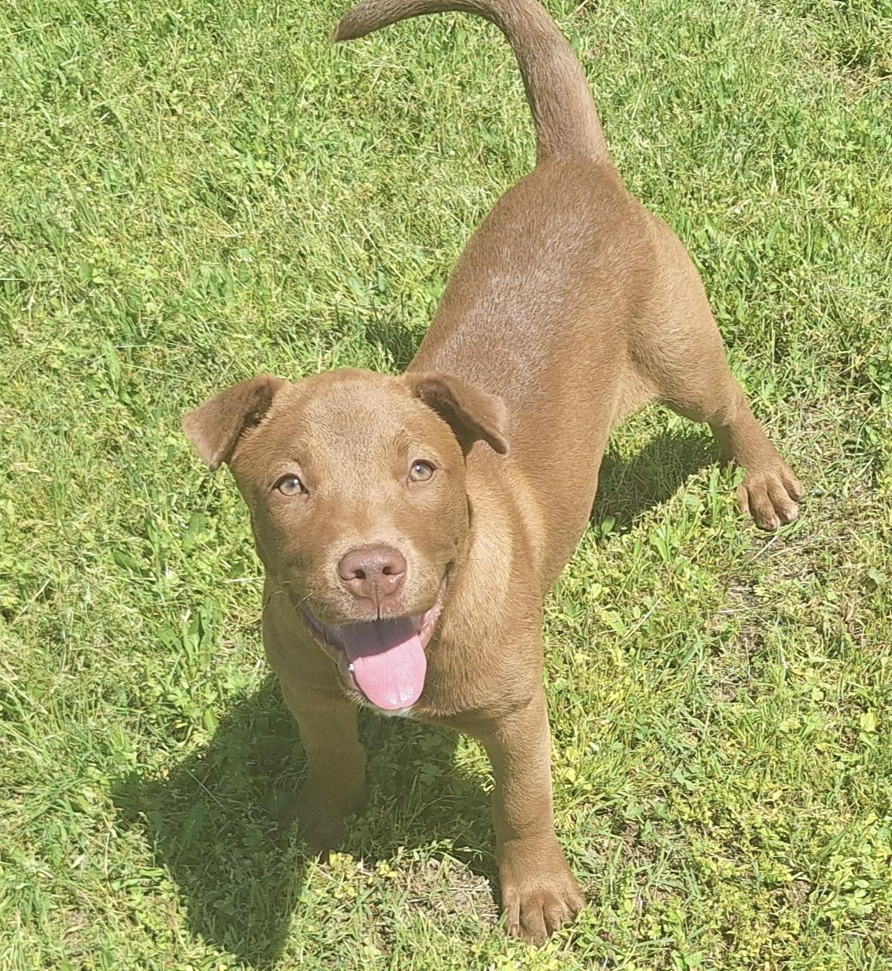 Cleo, Adopted, Young Female Pit Bull Terrier & Labrador Retriever.