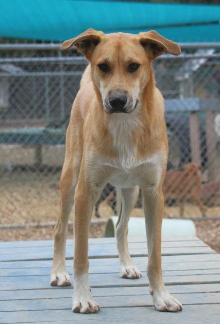 Fisher 25, Adoptable, Young Male Border Collie.