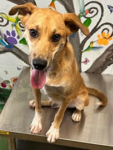 Fisher 25, Adoptable, Young Male Border Collie.