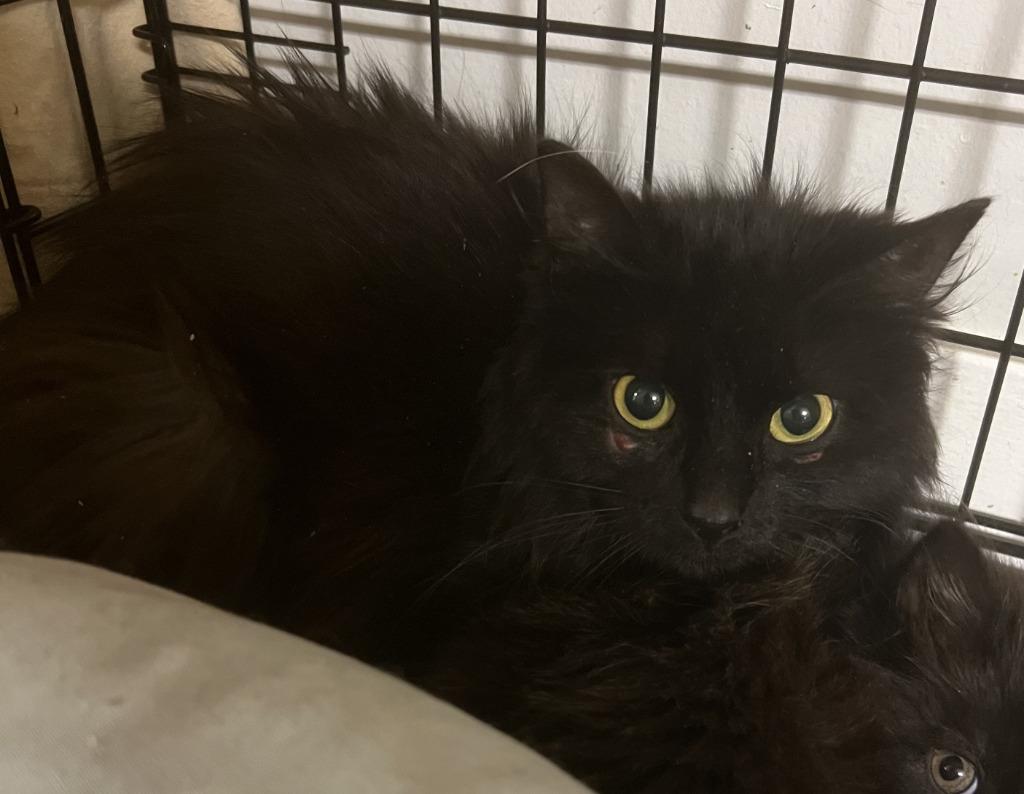 2026-57 Rowena, Adoptable, Young Female Domestic Long Hair.