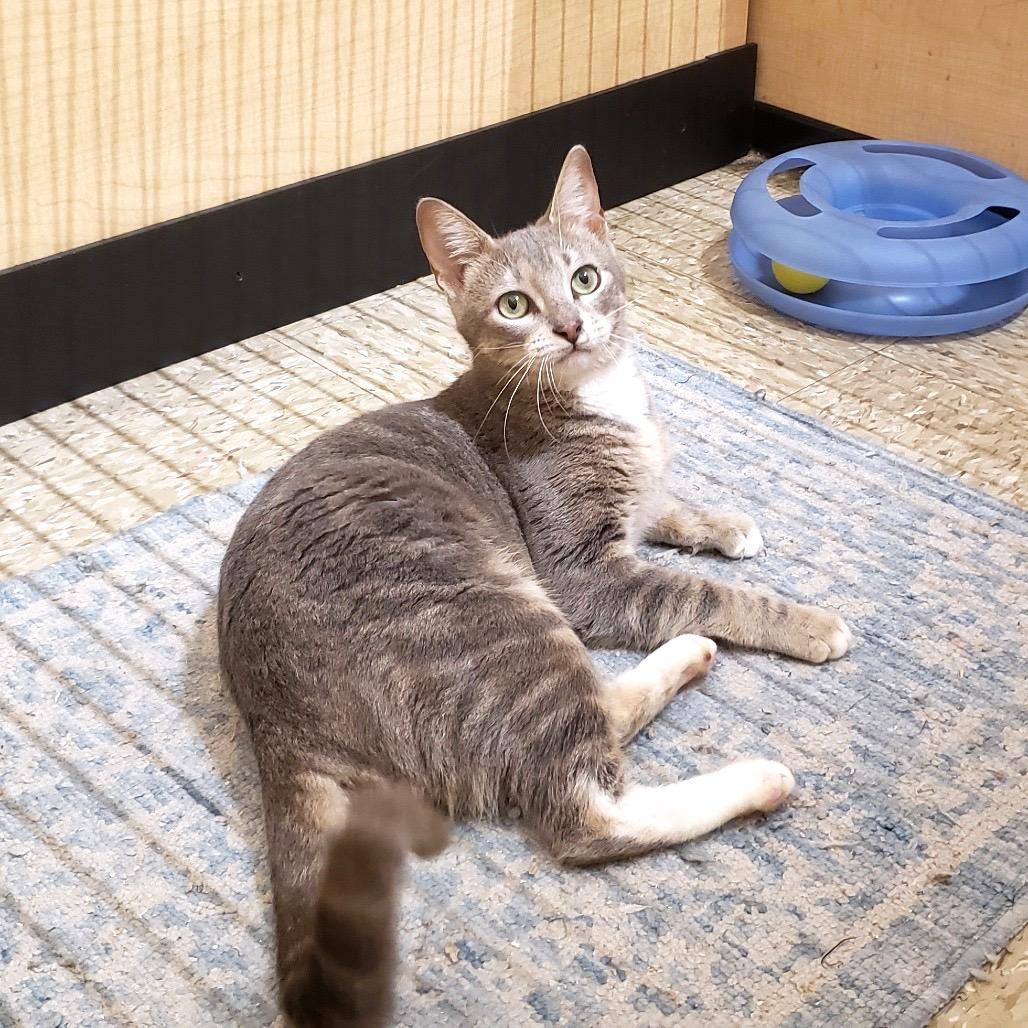 Candy 3, Adoptable, Young Female Domestic Short Hair.