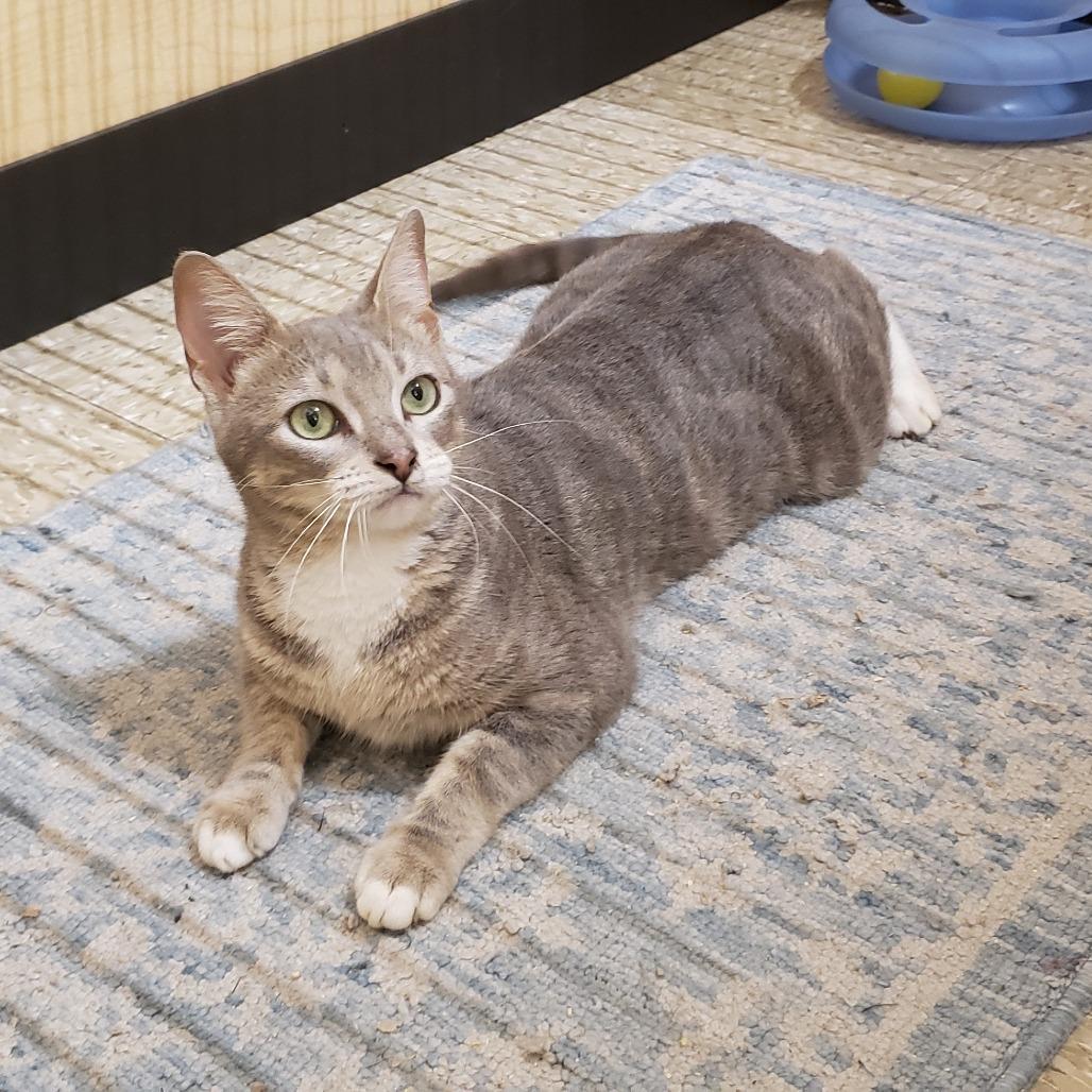 Enlarge Candy 3, a Adoptable Domestic Short Hair in Bulverde, TX image 2/4