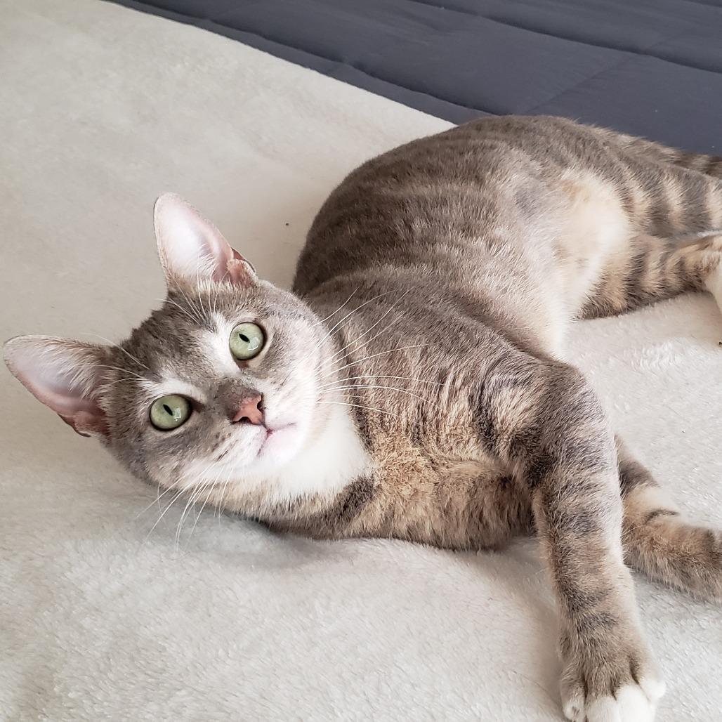 Enlarge Candy 3, a Adoptable Domestic Short Hair in Bulverde, TX image 3/4