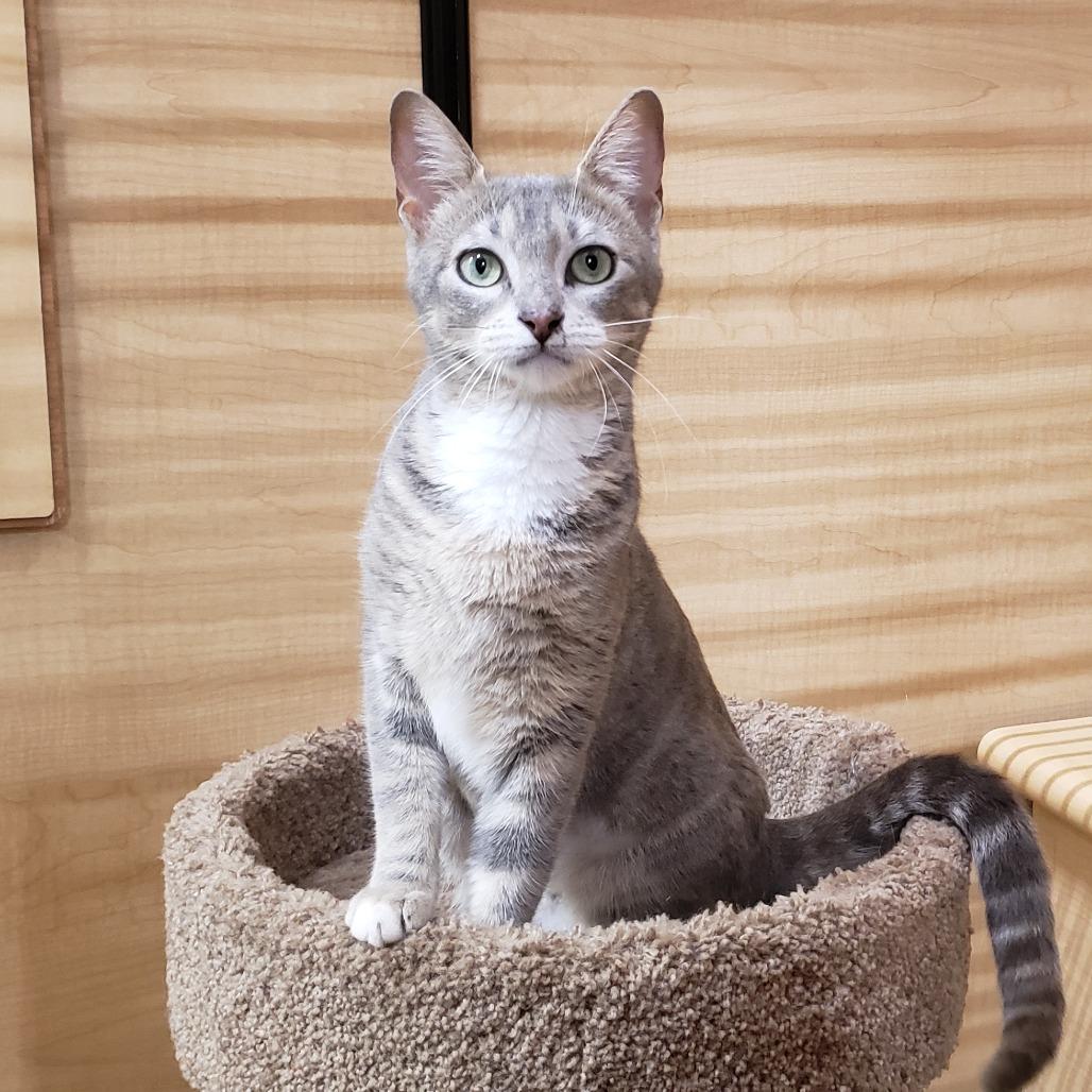 Enlarge Candy 3, a Adoptable Domestic Short Hair in Bulverde, TX image 4/4