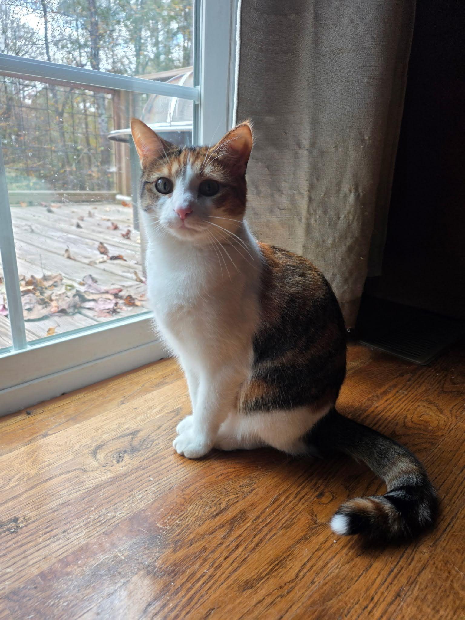 Little Bit, Adopted, Young Female American Shorthair.