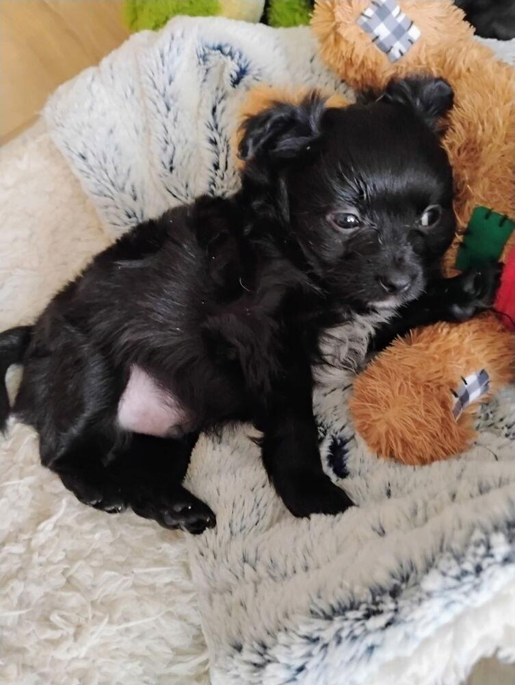 Tot, Adoptable, Puppy Male Schipperke.