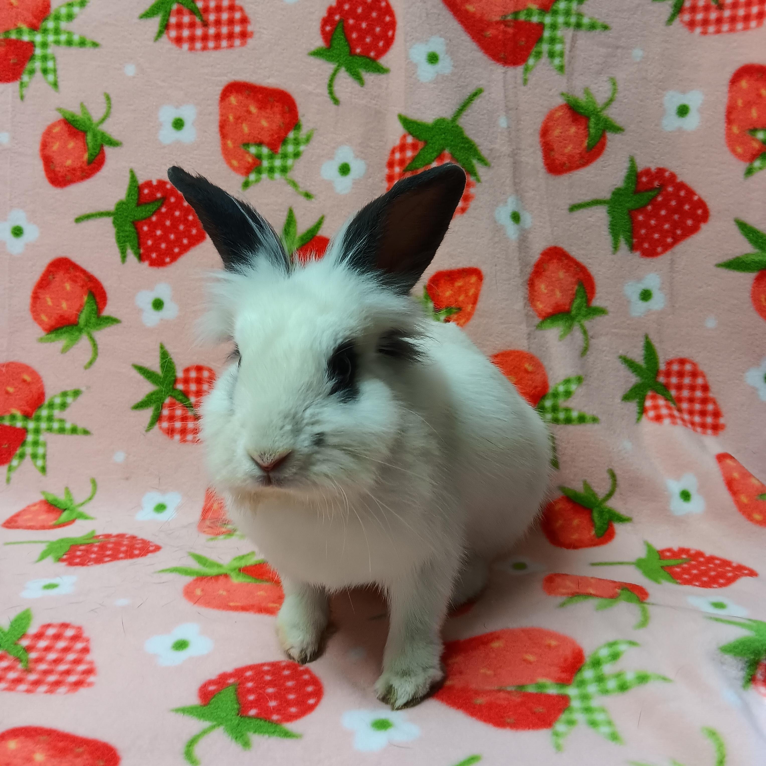 Enlarge Piper, a Adoptable Bunny Rabbit in Harrisburg, PA image 1/1