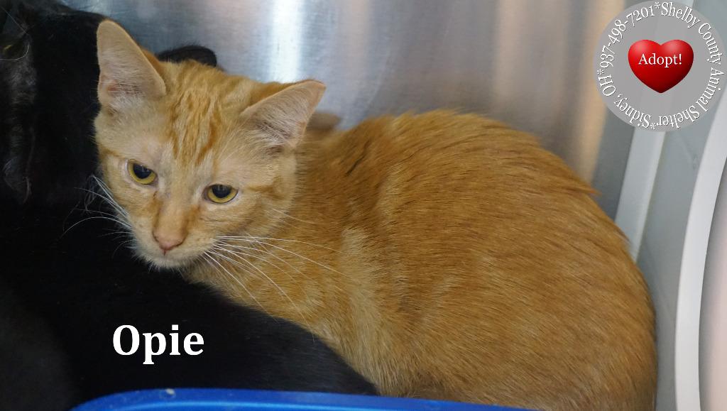 Opie, Adopted, Young Male Domestic Short Hair.