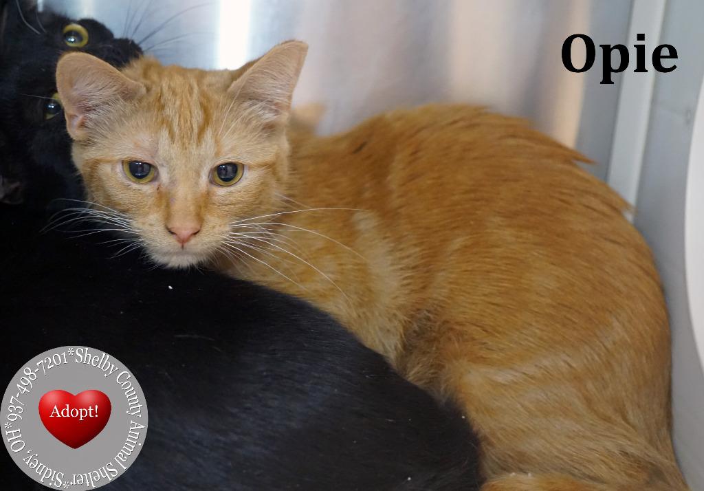 Enlarge Opie, a Adopted mixed breed in Sidney, OH image 2/2