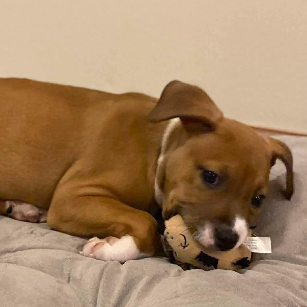 Peanut, Adoptable, Young Male Boxer & Great Dane.