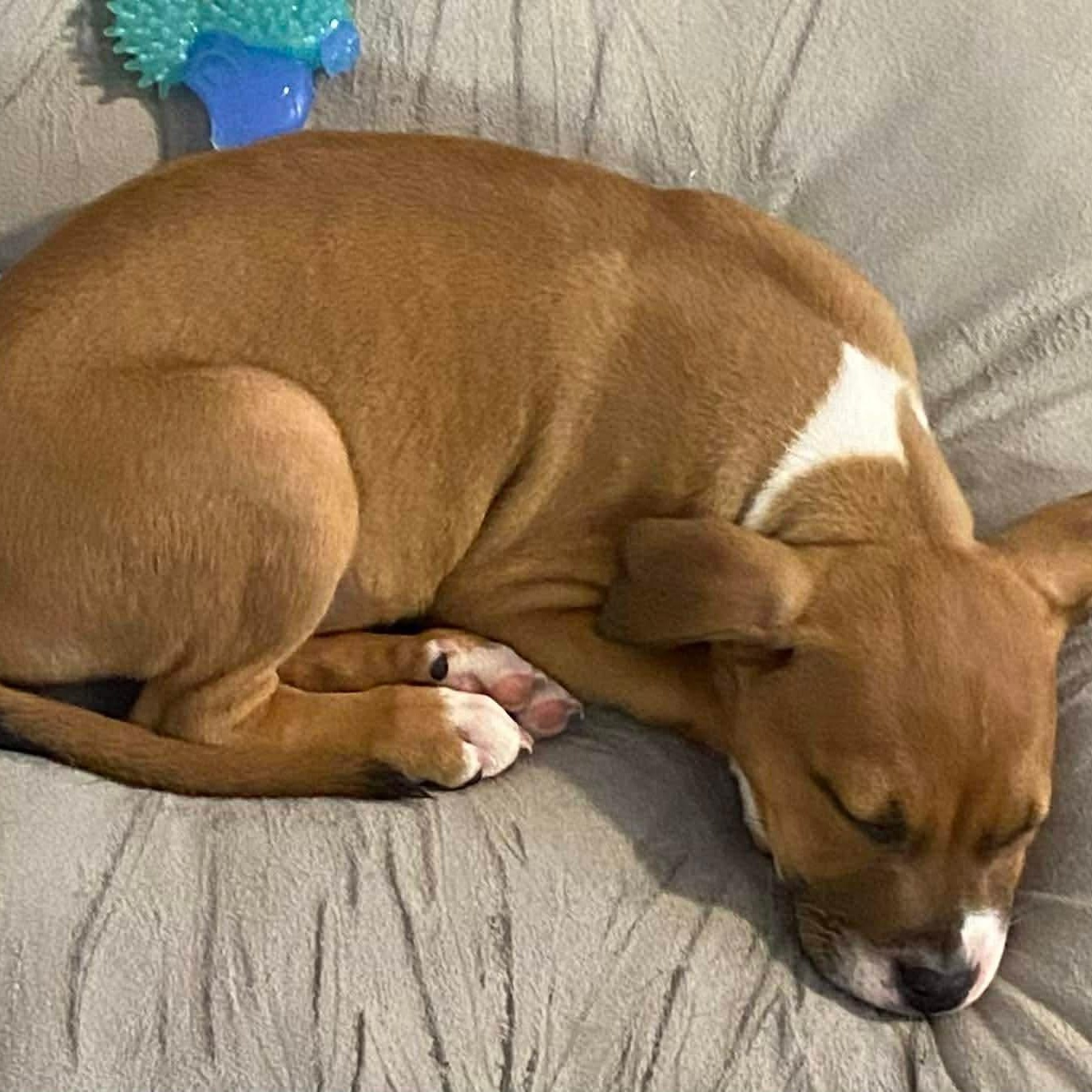 Enlarge Peanut, a Adoptable mixed breed in O'Fallon, MO image 2/6