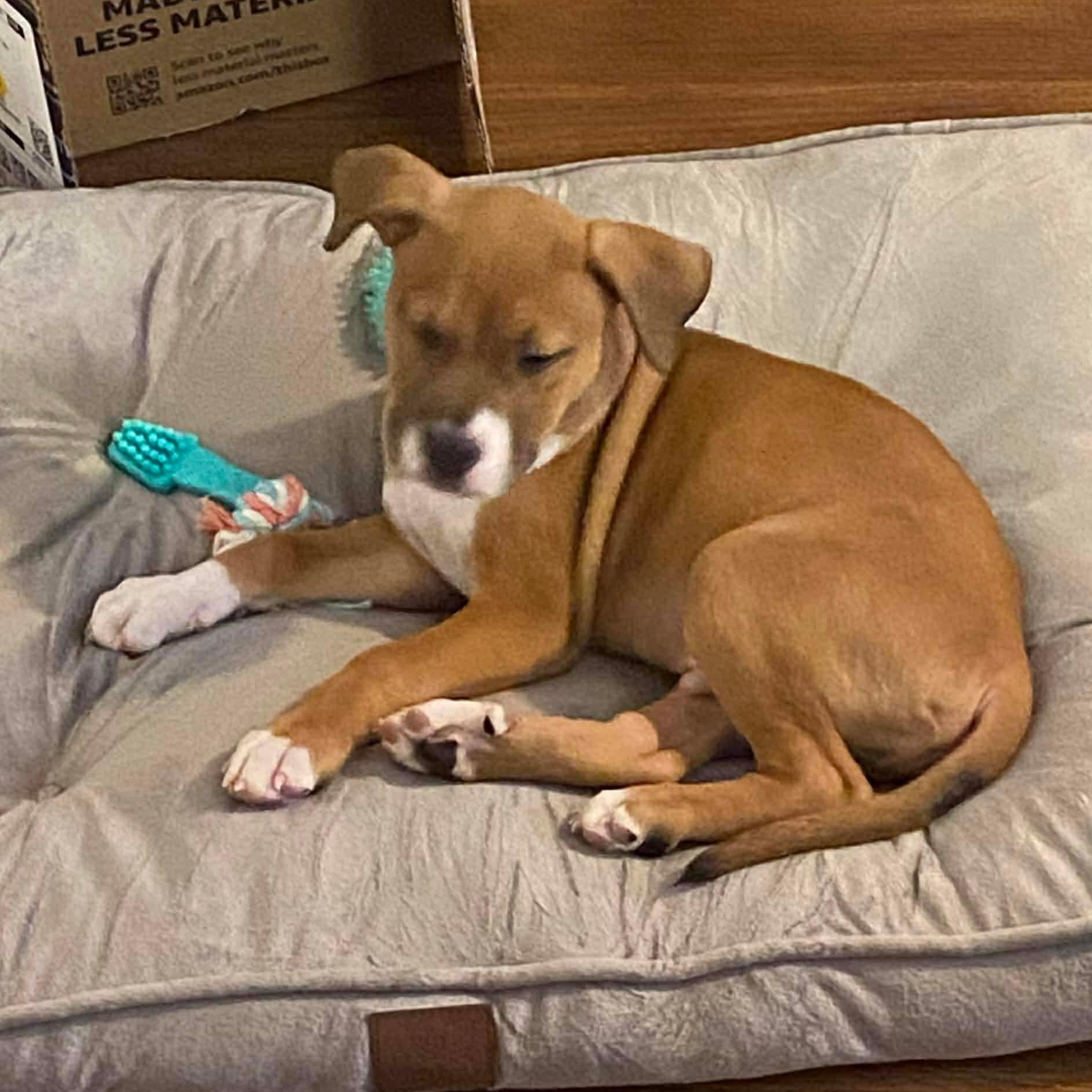 Enlarge Peanut, a Adoptable mixed breed in O'Fallon, MO image 4/6