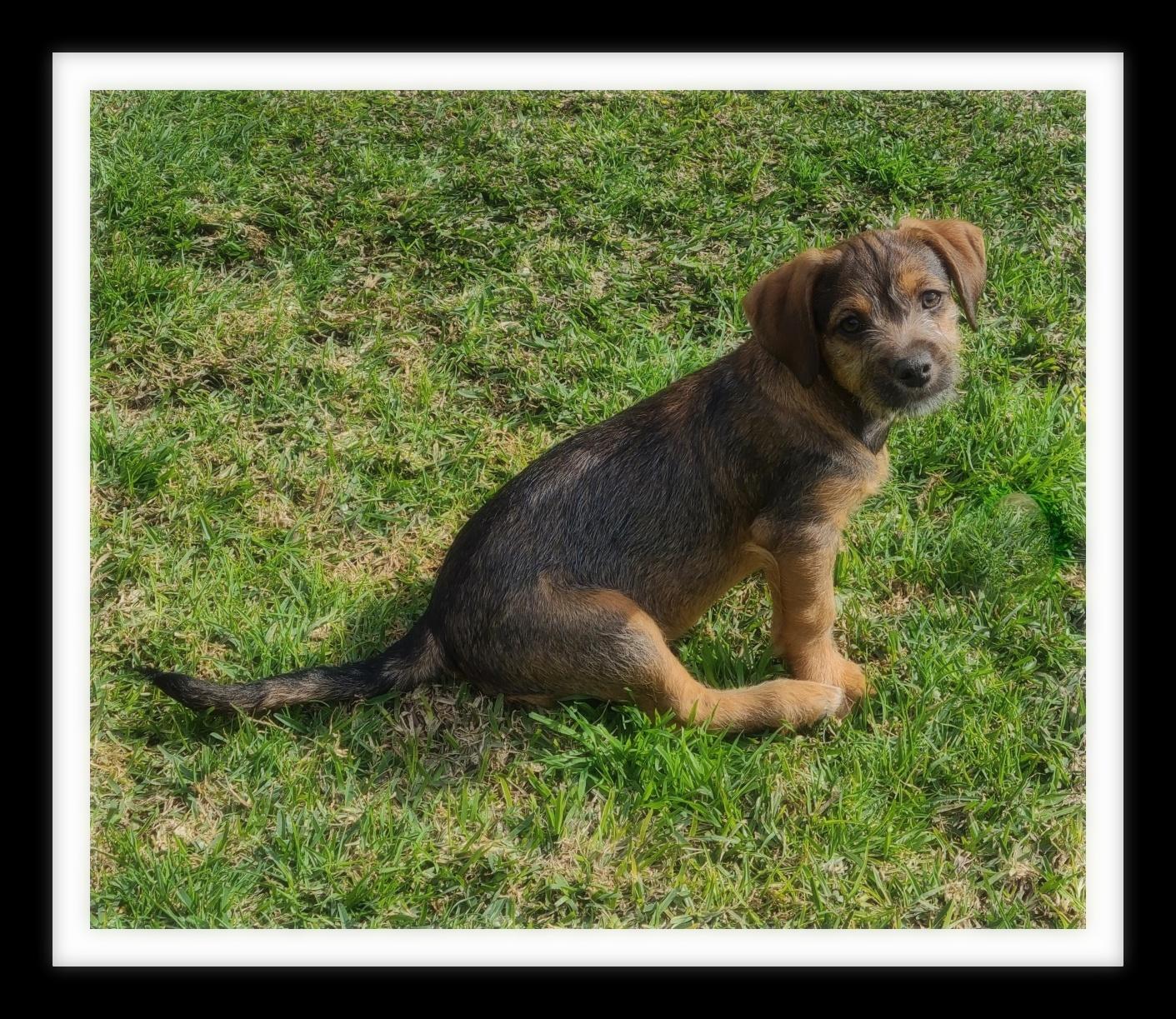 DORI ( PLEASE submit an application @ southernstaranimalrescue.org)