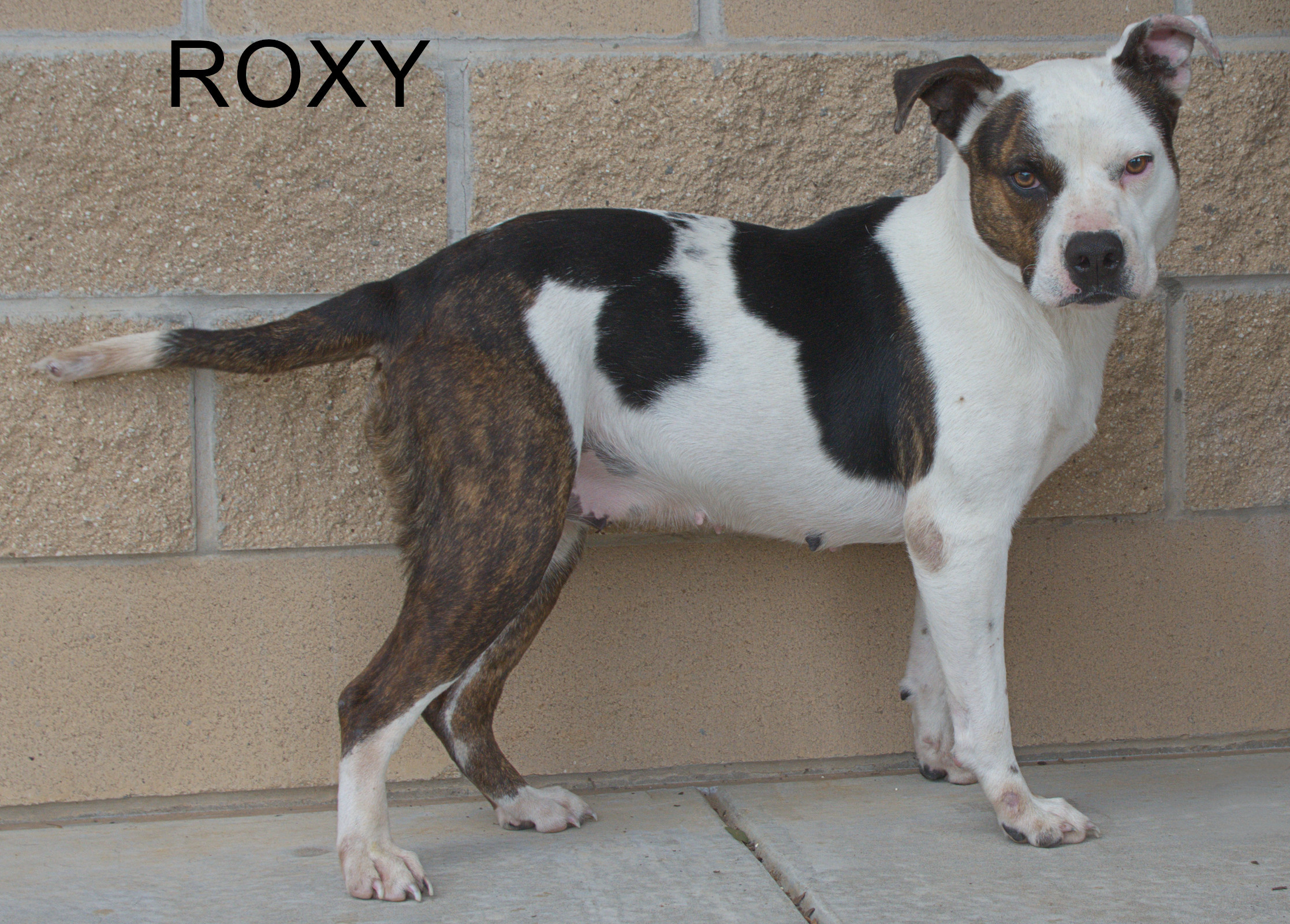 Roxy, a Adoptable mixed breed in Longview, TX image 1/6