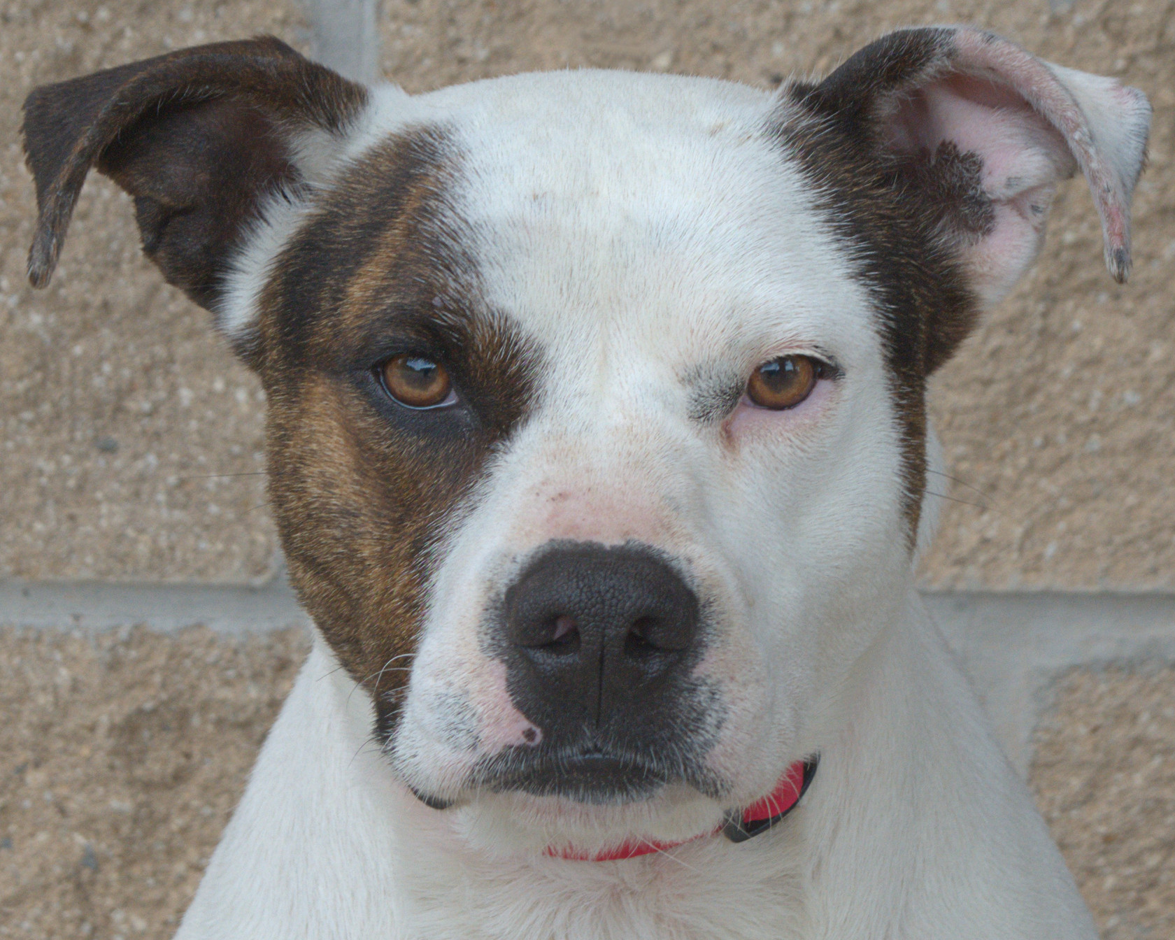 Roxy, a Adoptable mixed breed in Longview, TX image 2/6