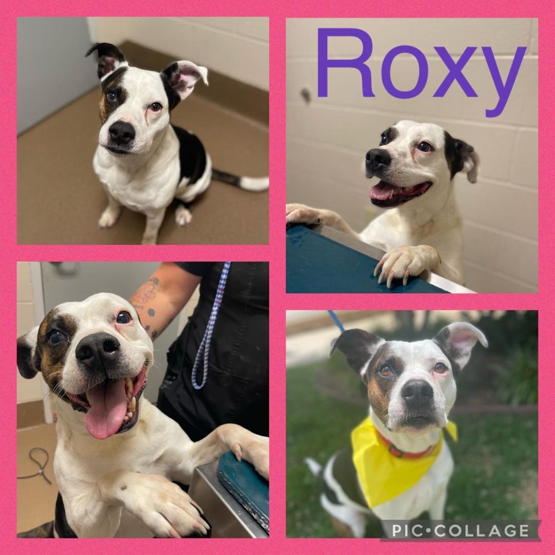 Roxy, a Adoptable mixed breed in Longview, TX image 3/6