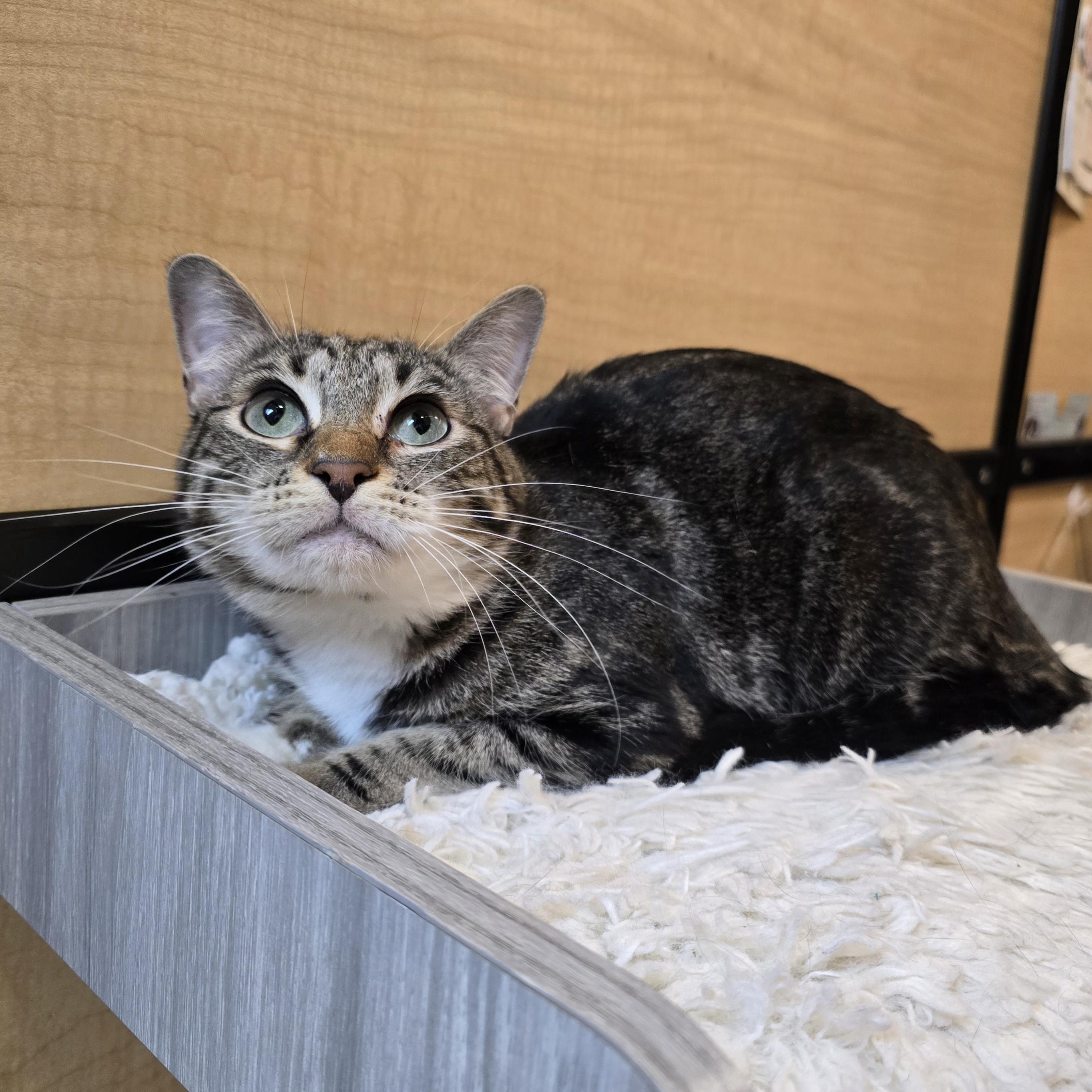 Tammy, adopted, Young Female Tabby.