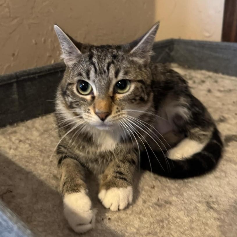 Enlarge Tammy, an adopted Tabby in Midwest City, OK image 2/2
