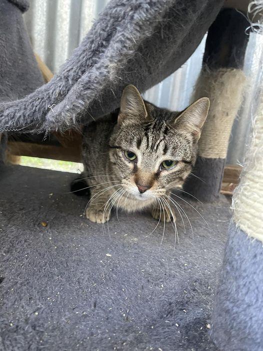 Ellen, Adoptable, Young Female Domestic Medium Hair & Tabby.