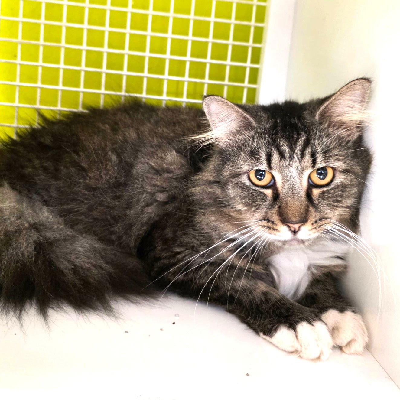 Enlarge Piper, a Adoptable mixed breed in St. Cloud, FL image 1/3