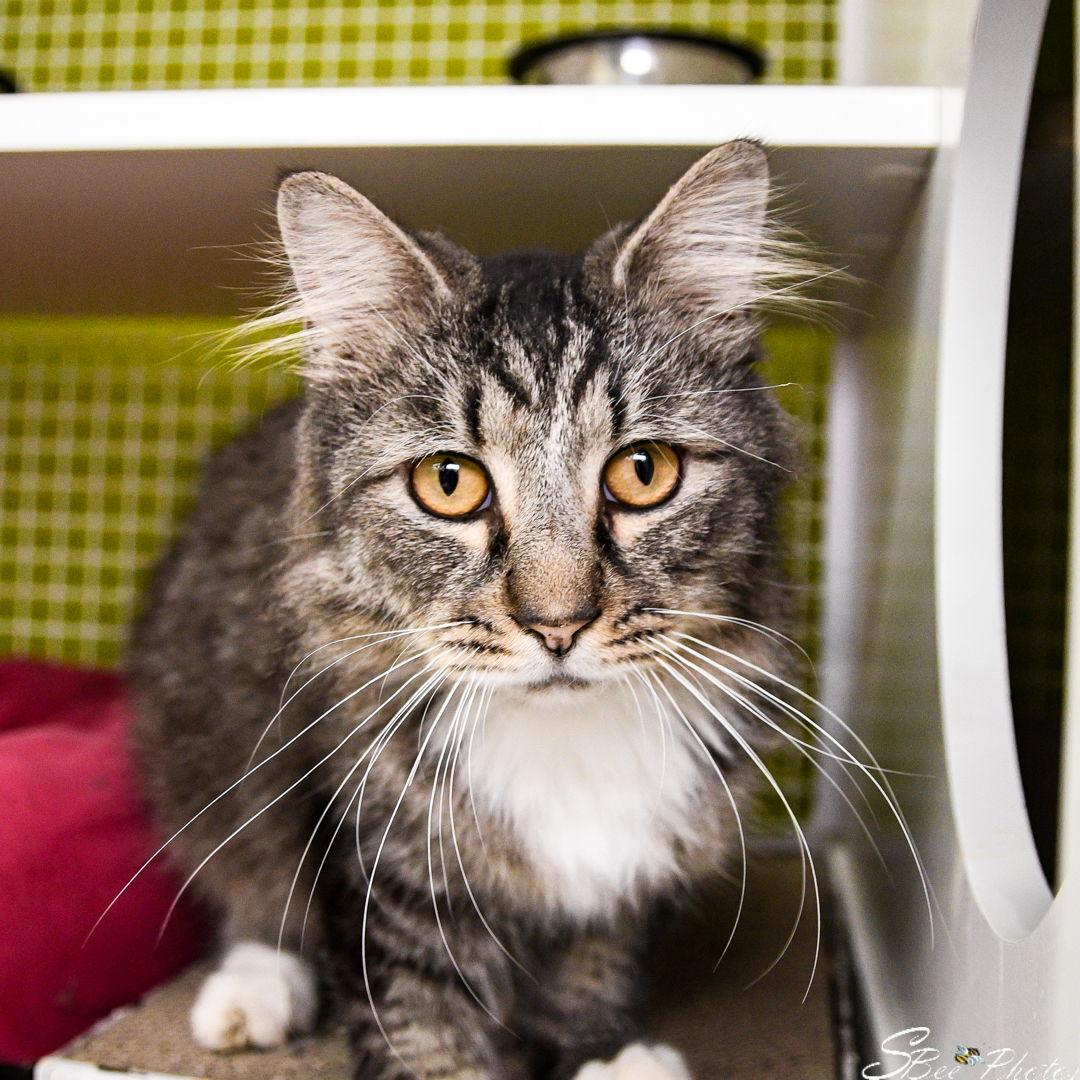 Enlarge Piper, a Adoptable mixed breed in St. Cloud, FL image 2/3