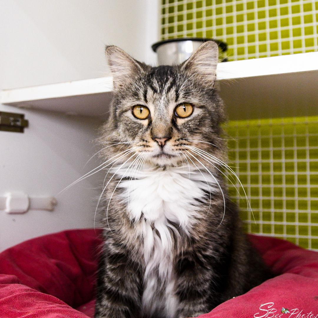 Enlarge Piper, a Adoptable mixed breed in St. Cloud, FL image 3/3